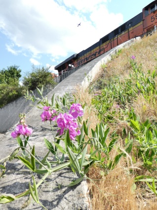 the group of flowers are the only color on this concrete underpass; i could not resist the contrasts in color: the green grass that scales the hill is turning brown, the lavender flowers attempt to climb up to the bnsf engine while a passenger filled plane whisks off somewhere maybe romantic